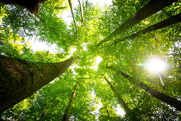 Impressive trees in the forest. Fresh green, spring time. Bottom view.