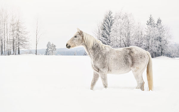 White horse standing on snow field, side view, blurred trees in background
