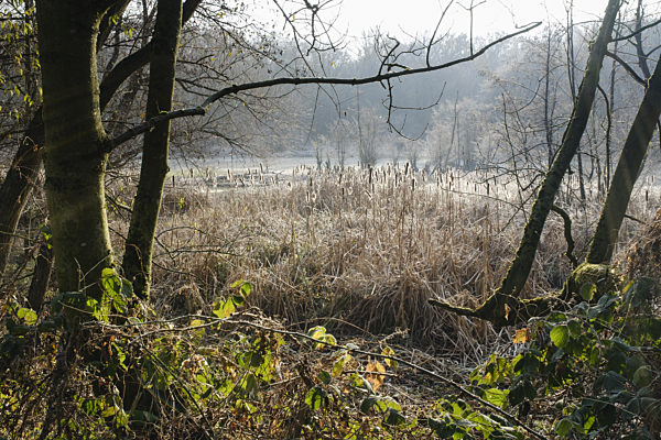 Rohrkolben am Biotop mit Raureif, Nordrhein-Westfalen, Deutschland, Europa