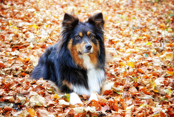 Australian Shepherd im Herbstlaub