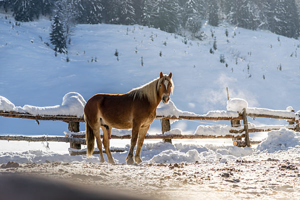 Brown horse in paddock: Idyllic scenery in winter