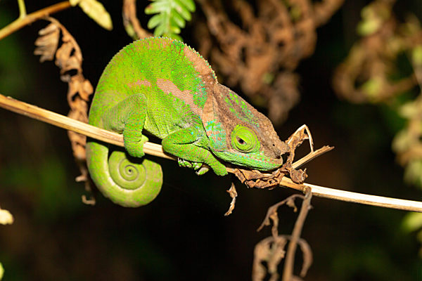 Colorful chameleon in a close-up in the rainforest in Madagascar