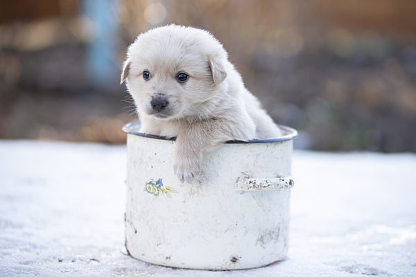 A small cute white puppy climbed into the pot. White street funny dog.