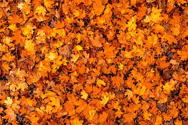 Herbstliches Hintergrund Muster eines Waldbodens bedeckt mit orangenen Ahornblättern