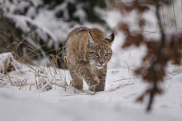 Luchs, Lynx lynx, Eurasian lynx