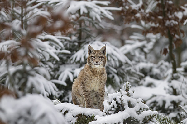 Luchs, Lynx lynx, Eurasian lynx