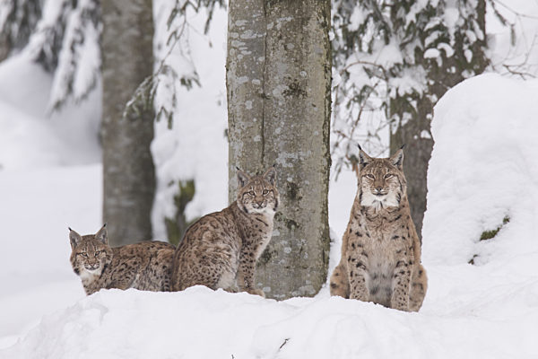 Luchs, Lynx lynx, Eurasian lynx