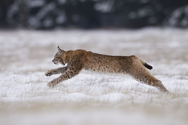 Luchs, Lynx lynx, Eurasian lynx