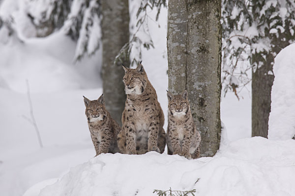 Luchs, Lynx lynx, Eurasian lynx