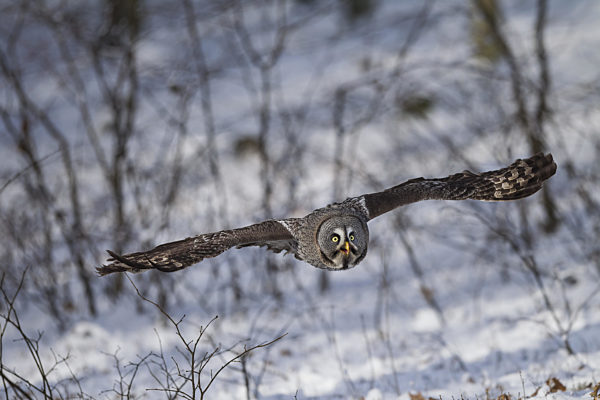 Bartkauz, Strix nebulosa, great grey owl