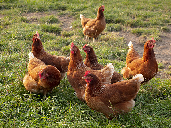 Freilaufende Huehner