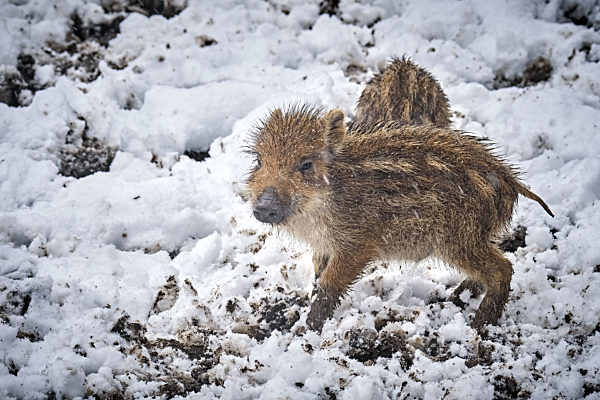 Frischlinge ( Sus scrofa ).