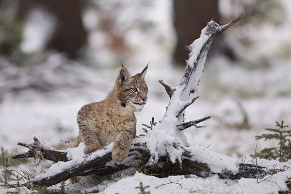Luchs, Lynx lynx, Eurasian lynx
