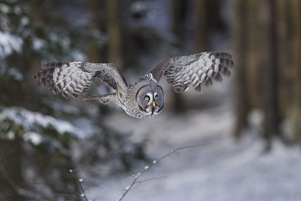 Bartkauz, Strix nebulosa, great grey owl