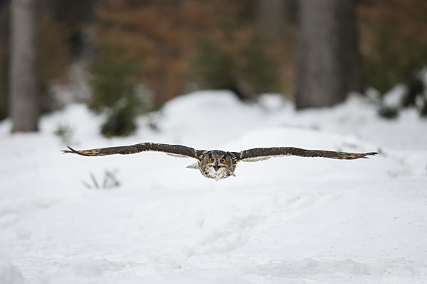 Uhu, Bubo bubo, Eurasian eagle-owl