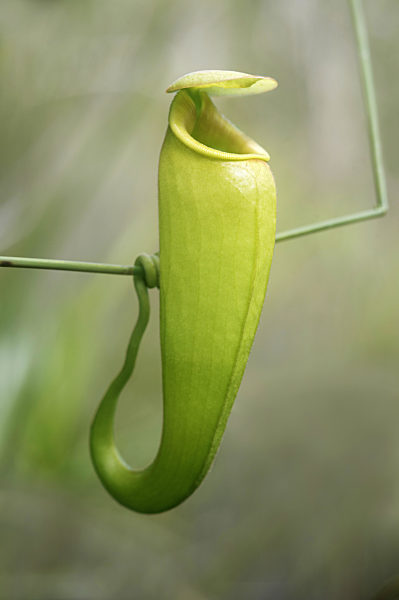 karnivore Kannenpflanze (Nepenthes madagascariensis) in situ, Ankanin Ny Nofy, Madagaskar