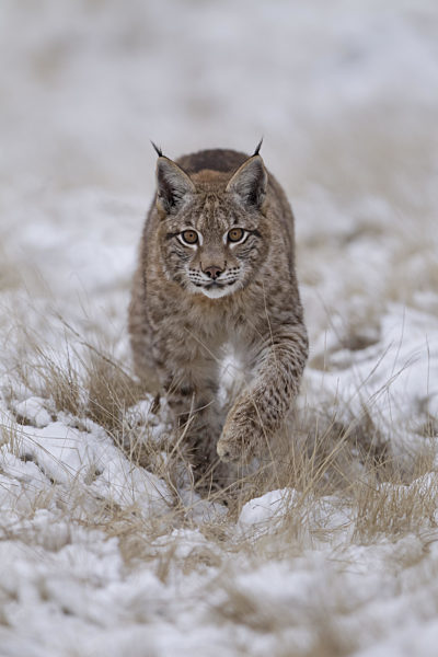 Luchs, Lynx lynx, Eurasian lynx