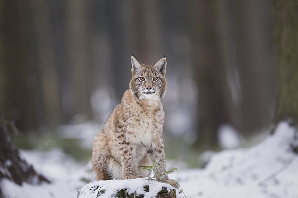 Luchs, Lynx lynx, Eurasian lynx