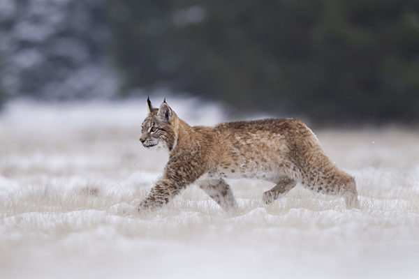 Luchs, Lynx lynx, Eurasian lynx