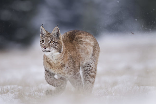 Luchs, Lynx lynx, Eurasian lynx