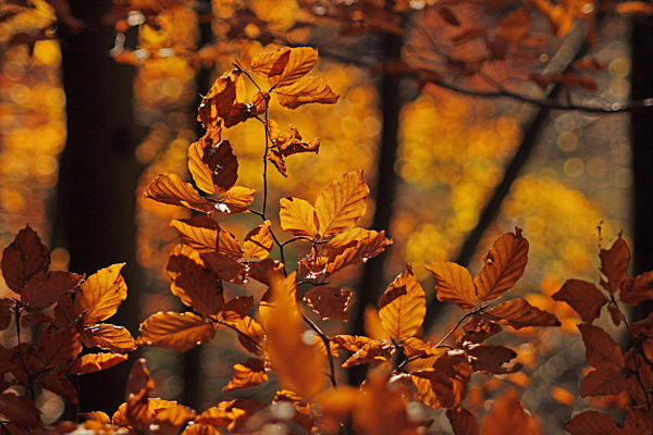 Herbstlaub