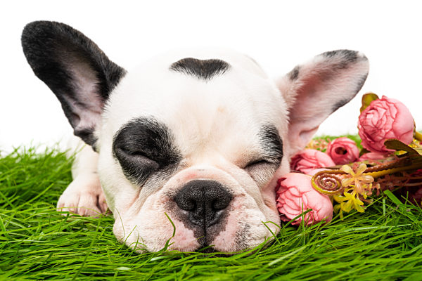 French bulldog puppy portrait isolated on white