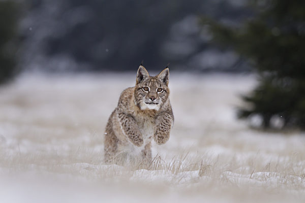 Luchs, Lynx lynx, Eurasian lynx