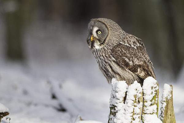 Bartkauz, Strix nebulosa, great grey owl