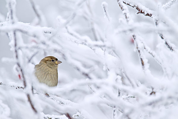 Haussperling Weibchen im Winter