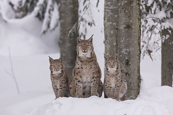 Luchs, Lynx lynx, Eurasian lynx