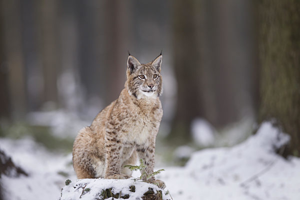 Luchs, Lynx lynx, Eurasian lynx