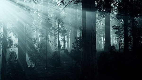 black tree trunk in a dark pine tree forest