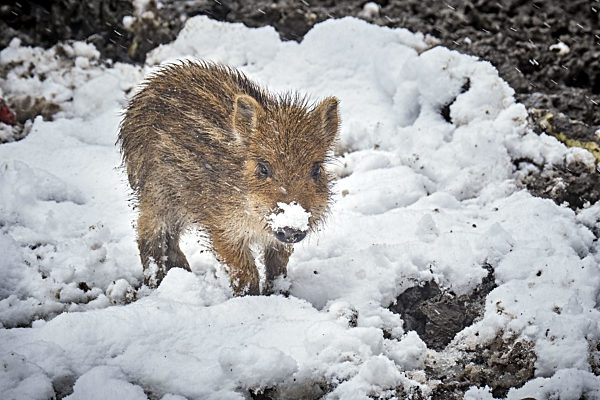 Frischling ( Sus scrofa ).