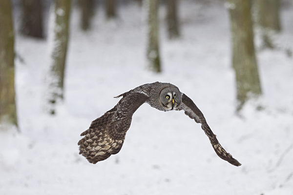 Bartkauz, Strix nebulosa, great grey owl
