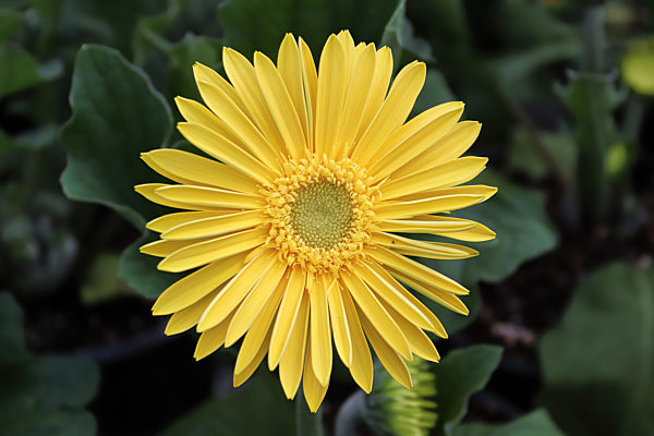 Closeup of a yellow gerbera daisy in bloom