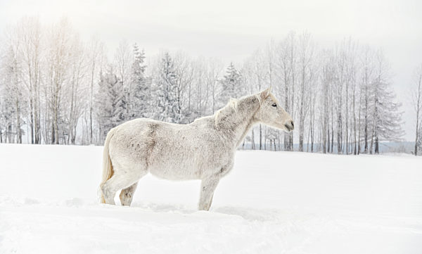 White horse standing on snow field, side view, blurred trees in background