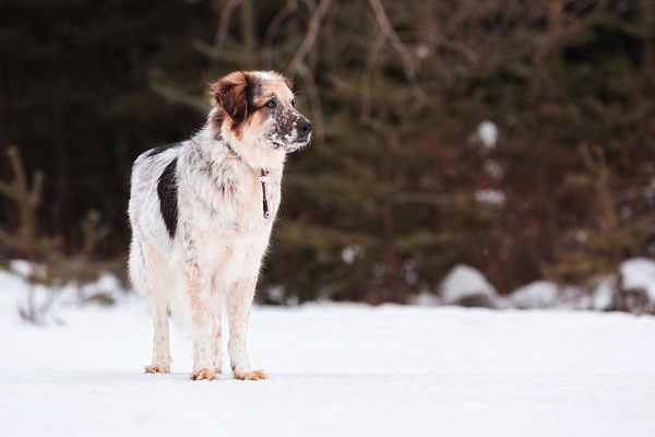 Dog portrait, winter forest background