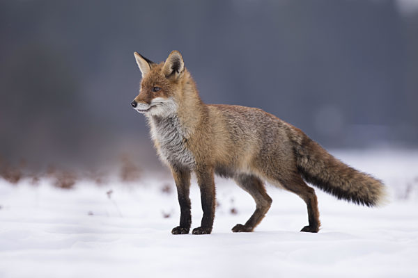 Rotfuchs,Vulpes vulpes, red fox