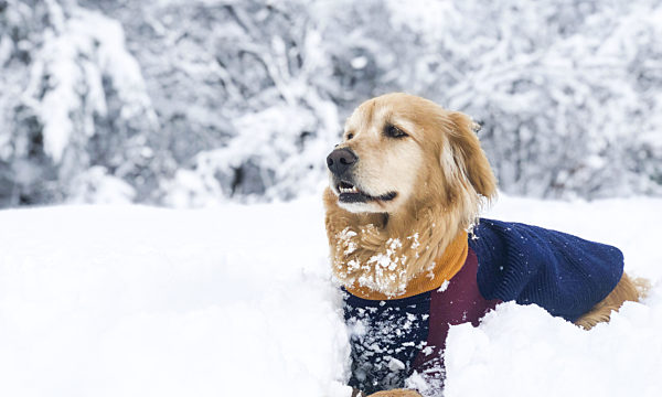 Golden retriever in the snow