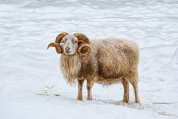 Ram on the snow