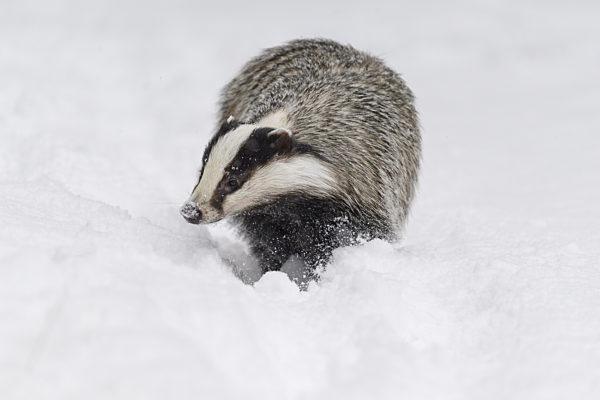 Badger