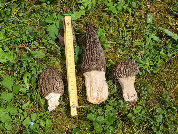 Spitzmorchel, Morchella elata