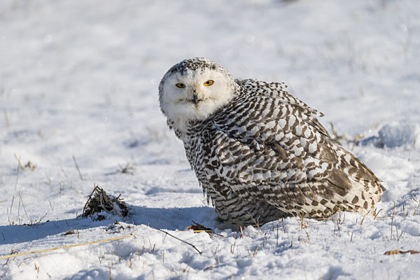 Snowy Owl