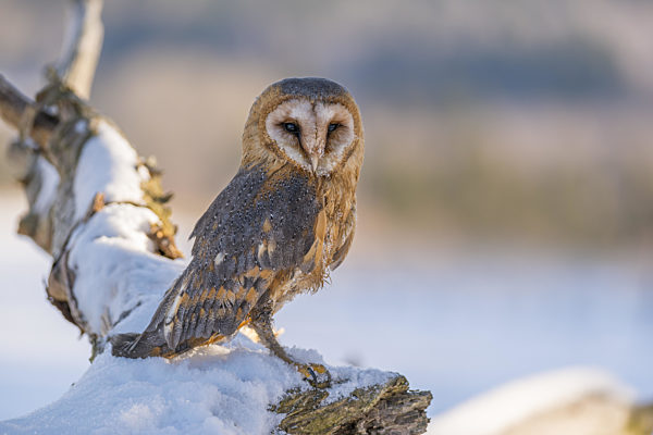 Barn owl