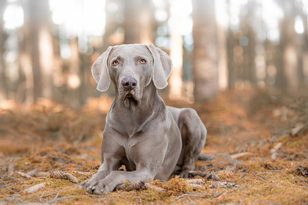 Weimaraner Jagdhund liegt im Wald