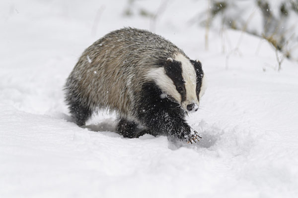 Badger