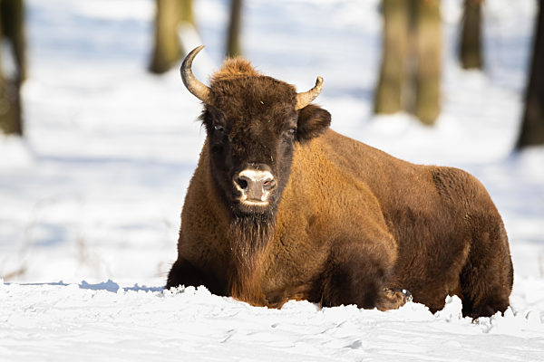 Phlegmatic european bison resting in the snow in sunny weather
