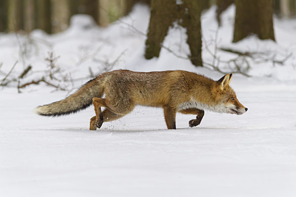 Red Fox