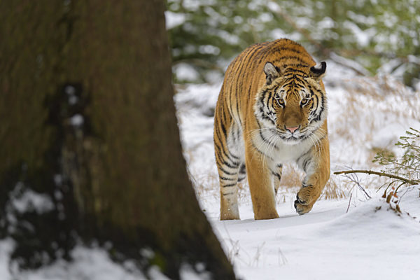 Siberian tiger