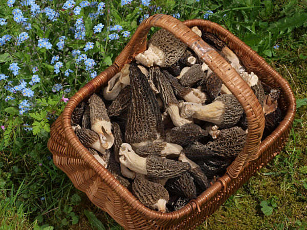 Pilzkorb mit Spitzmorcheln, Morchella elata